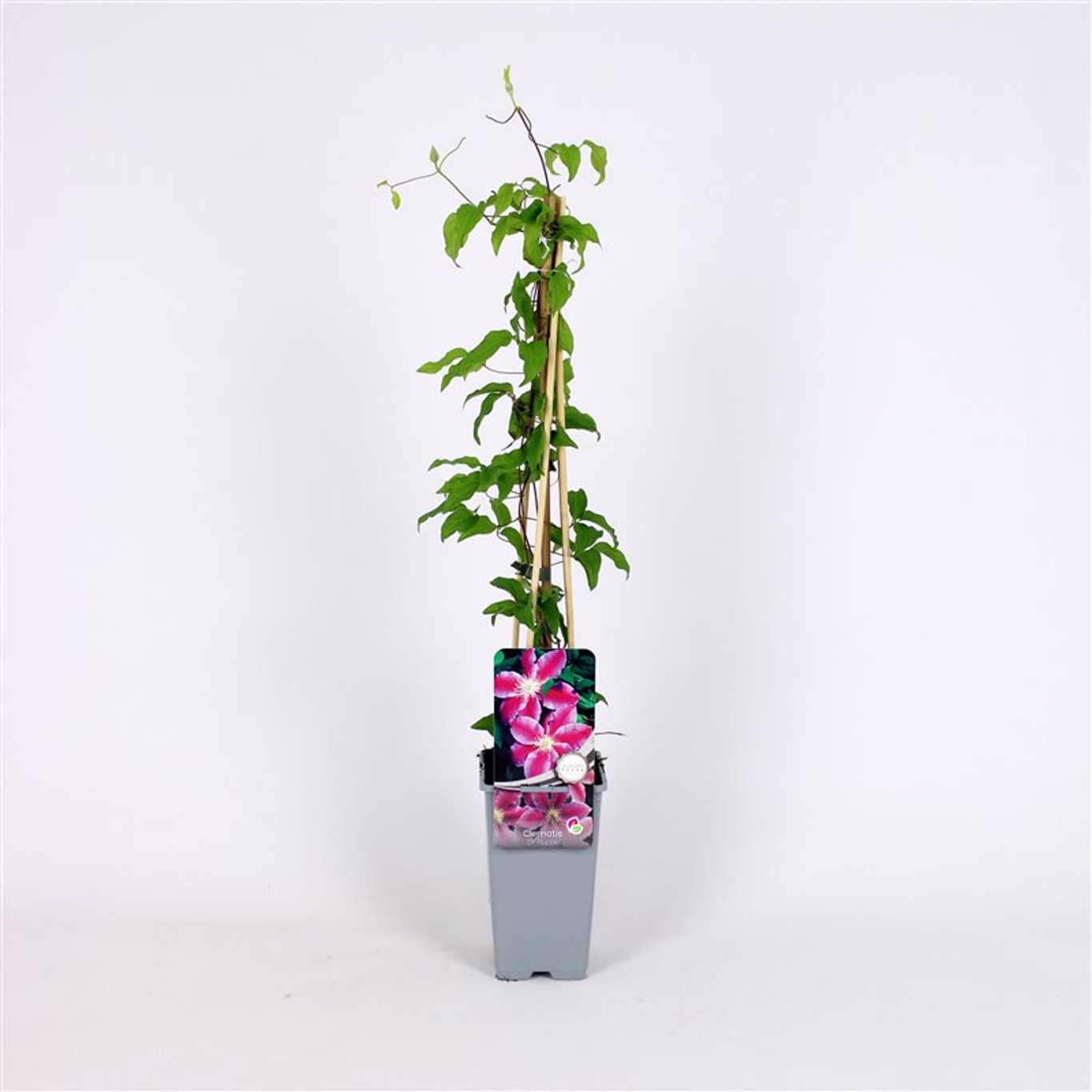 Klematis – Clematis 'Dr Ruppel' - C2 70/+ CM